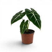 Mittelgroße Alocasia micholitziana im Topf mit grünen Blättern auf weißem Hintergrund