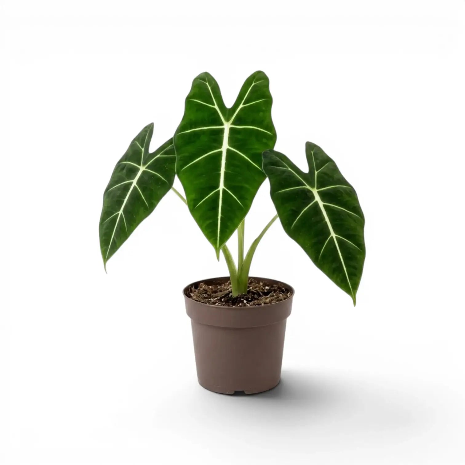 Alocasia micholitziana im Topf mit grünen Blättern auf weißem Hintergrund