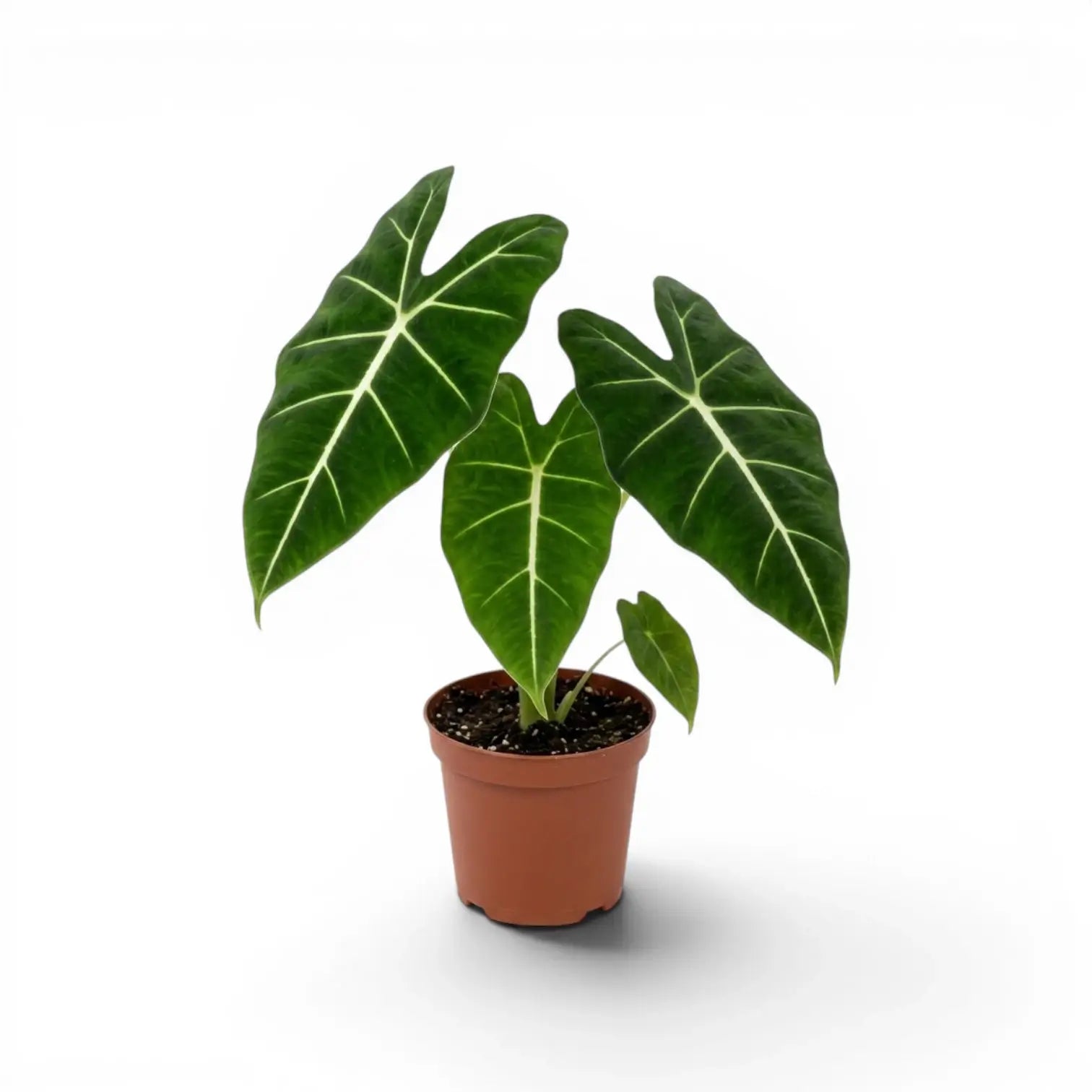 Alocasia micholitziana im Topf mit grünen Blättern auf weißem Hintergrund