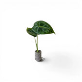 Kleine Alocasia micholitziana Jungpflanze auf weißem Hintergrund