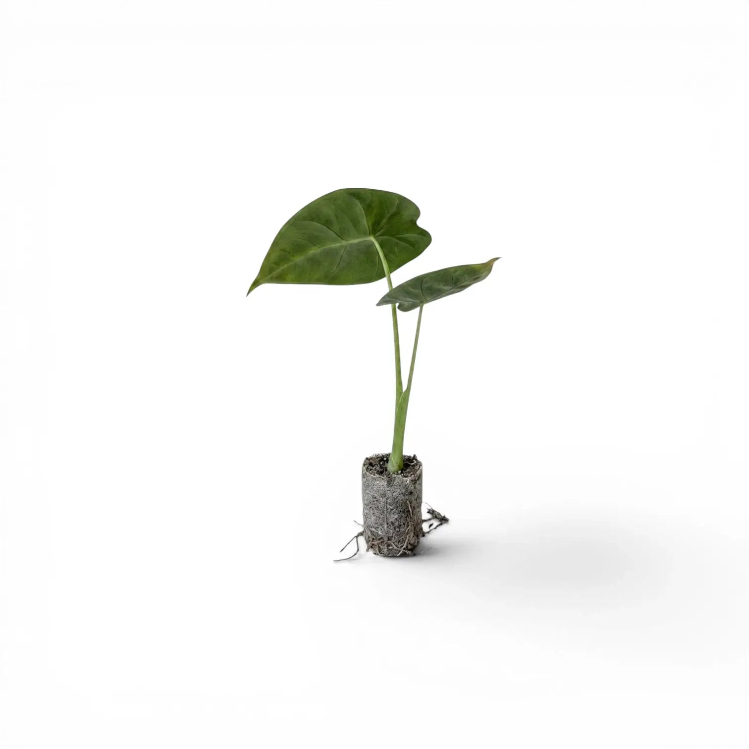 Small starter plant Alocasia micholitziana on a white background