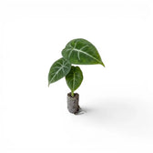 Kleine Alocasia micholitziana Jungpflanze auf weißem Hintergrund