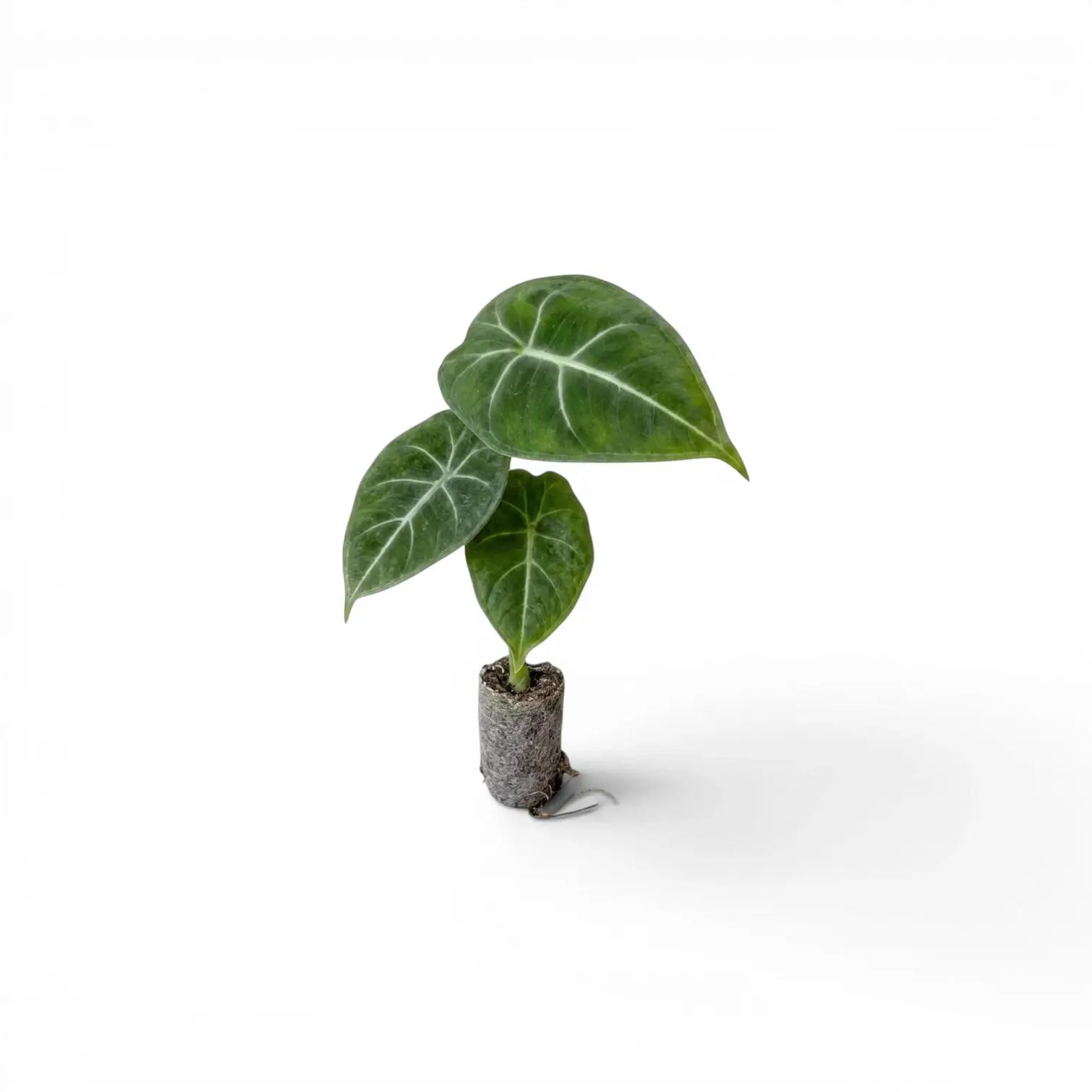 Kleine Alocasia micholitziana Jungpflanze auf weißem Hintergrund