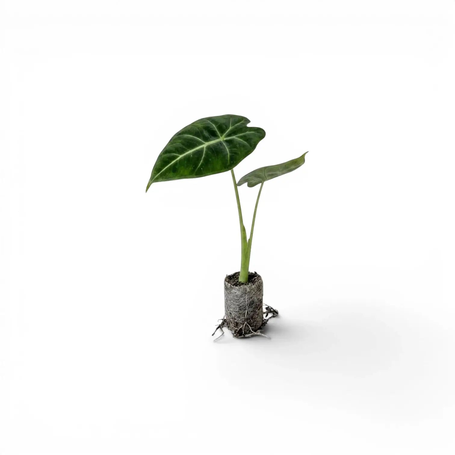 Kleine Alocasia micholitziana Jungpflanze auf weißem Hintergrund