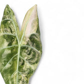 Alocasia 'Nairobi Nights' variegata close-up of leaf on white background.