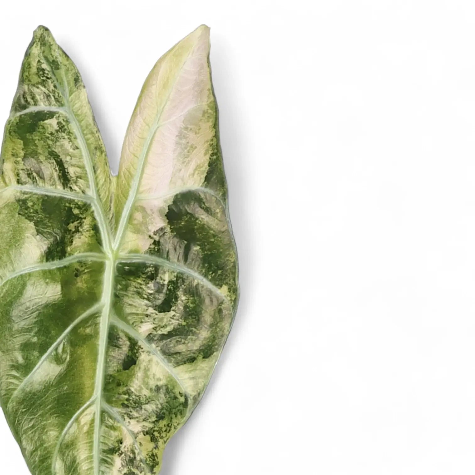Nahaufnahme eines Blatts von Alocasia 'Nairobi Nights' variegata vor weißem Hintergrund.