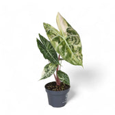 Alocasia 'Nairobi Nights' variegata potted plant in nursery pot on white background.