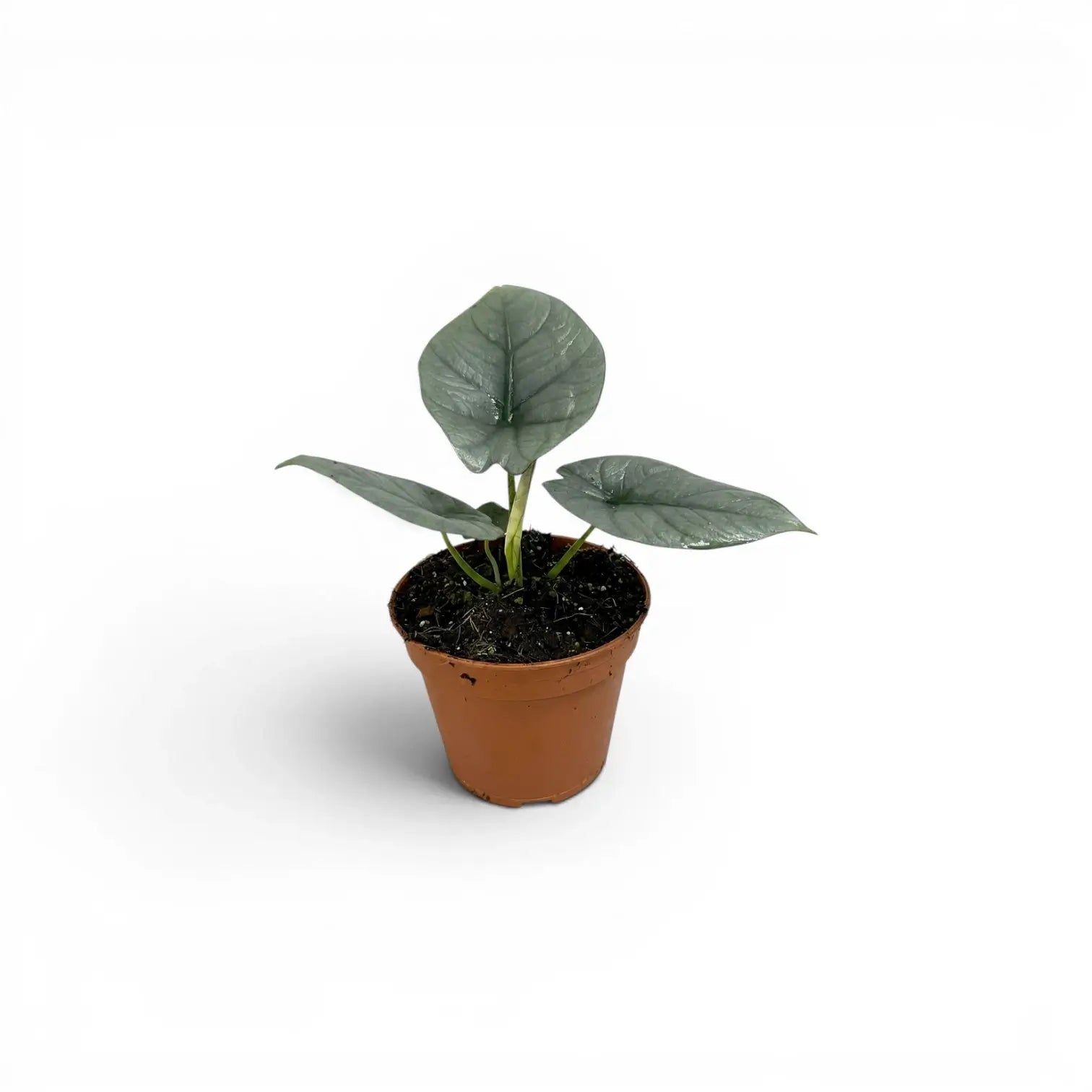 Kleine Alocasia Nebula Silver Baby-Pflanze im Kulturtopf vor weißem Hintergrund