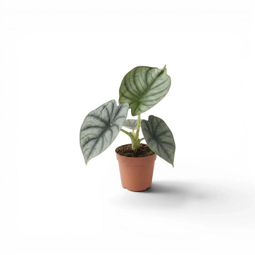 Small Alocasia Nebula Silver baby plant in a nursery pot on a white background