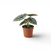 Alocasia Nebula Silver Baby-Pflanze im Kulturtopf vor weißem Hintergrund