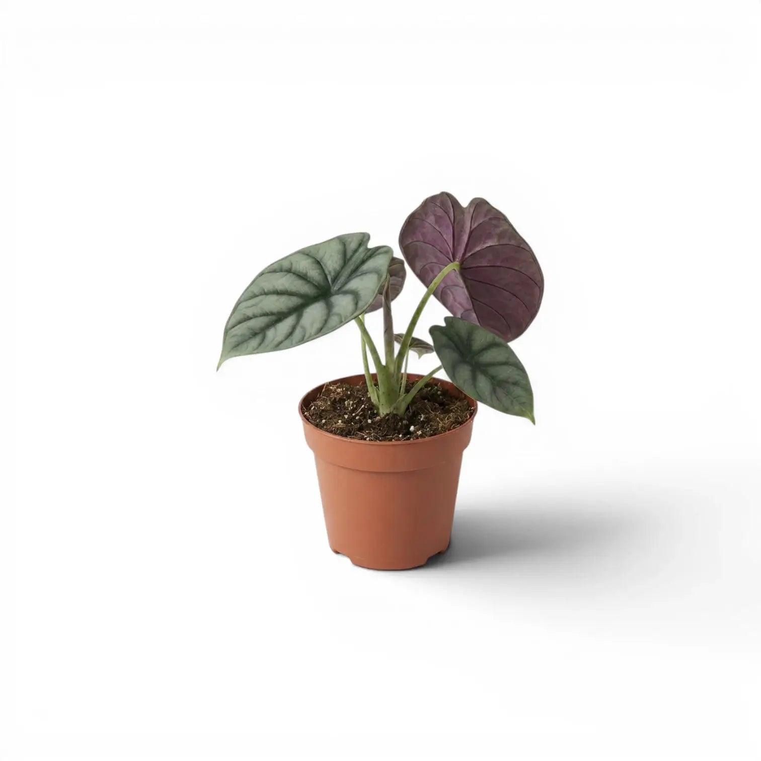 Alocasia Nebula Silver Baby-Pflanze im Kulturtopf vor weißem Hintergrund