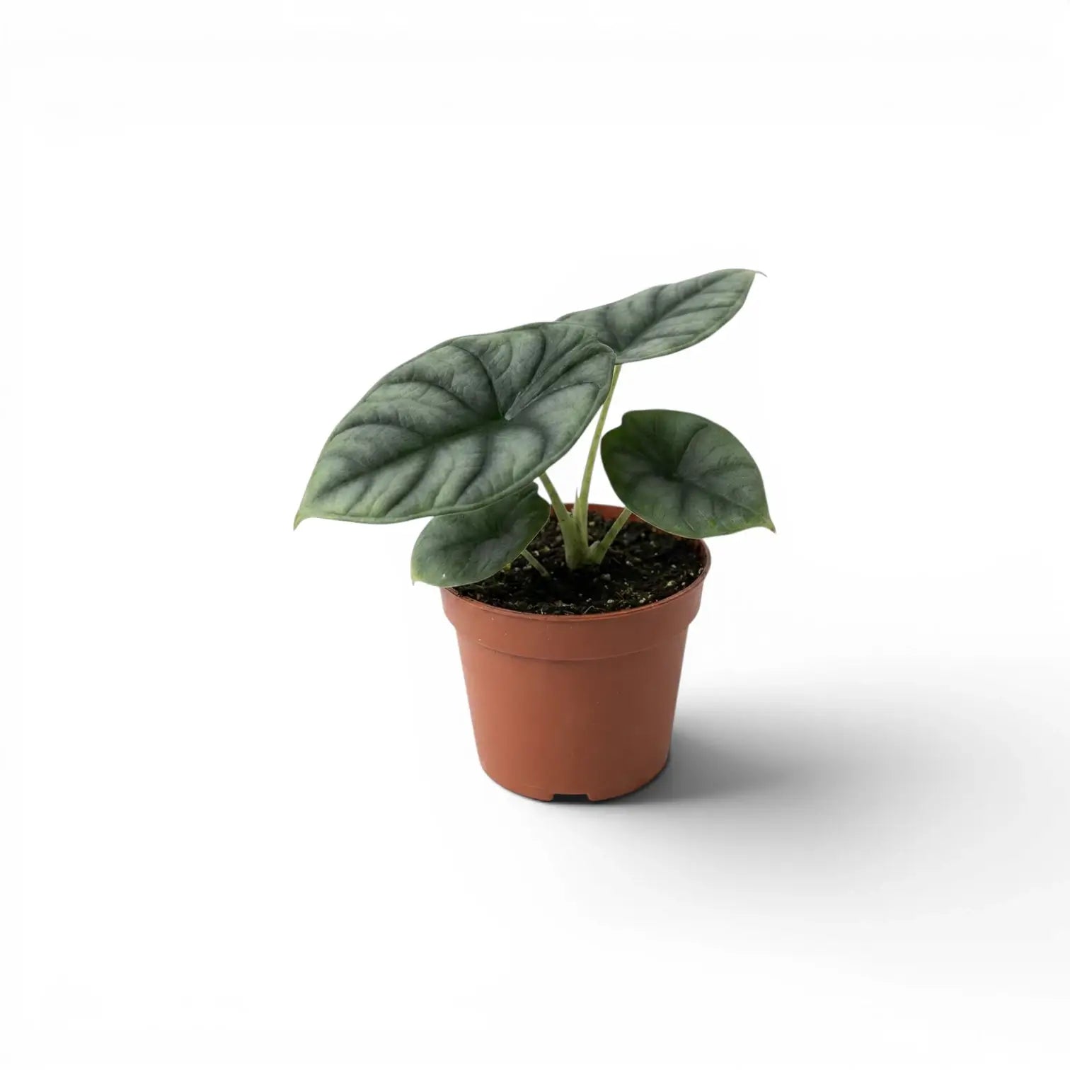 Alocasia Nebula Silver Baby-Pflanze im Kulturtopf vor weißem Hintergrund