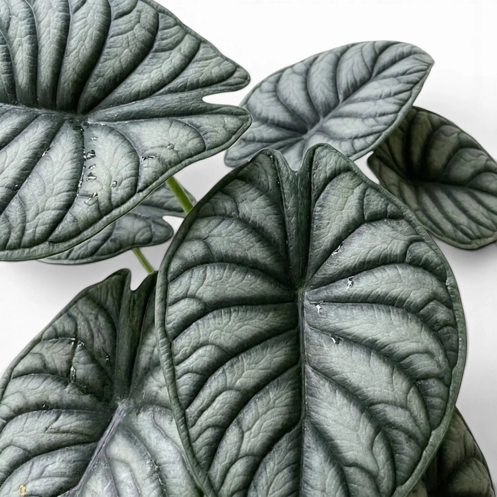 Nahaufnahme der Blätter von Alocasia Nebula vor weißem Hintergrund