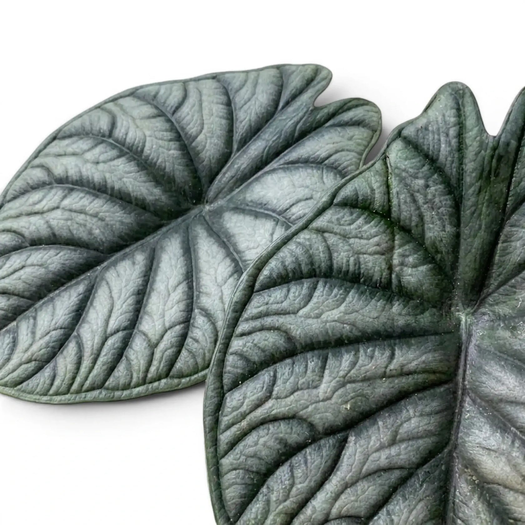 Nahaufnahme der Blätter von Alocasia Nebula vor weißem Hintergrund