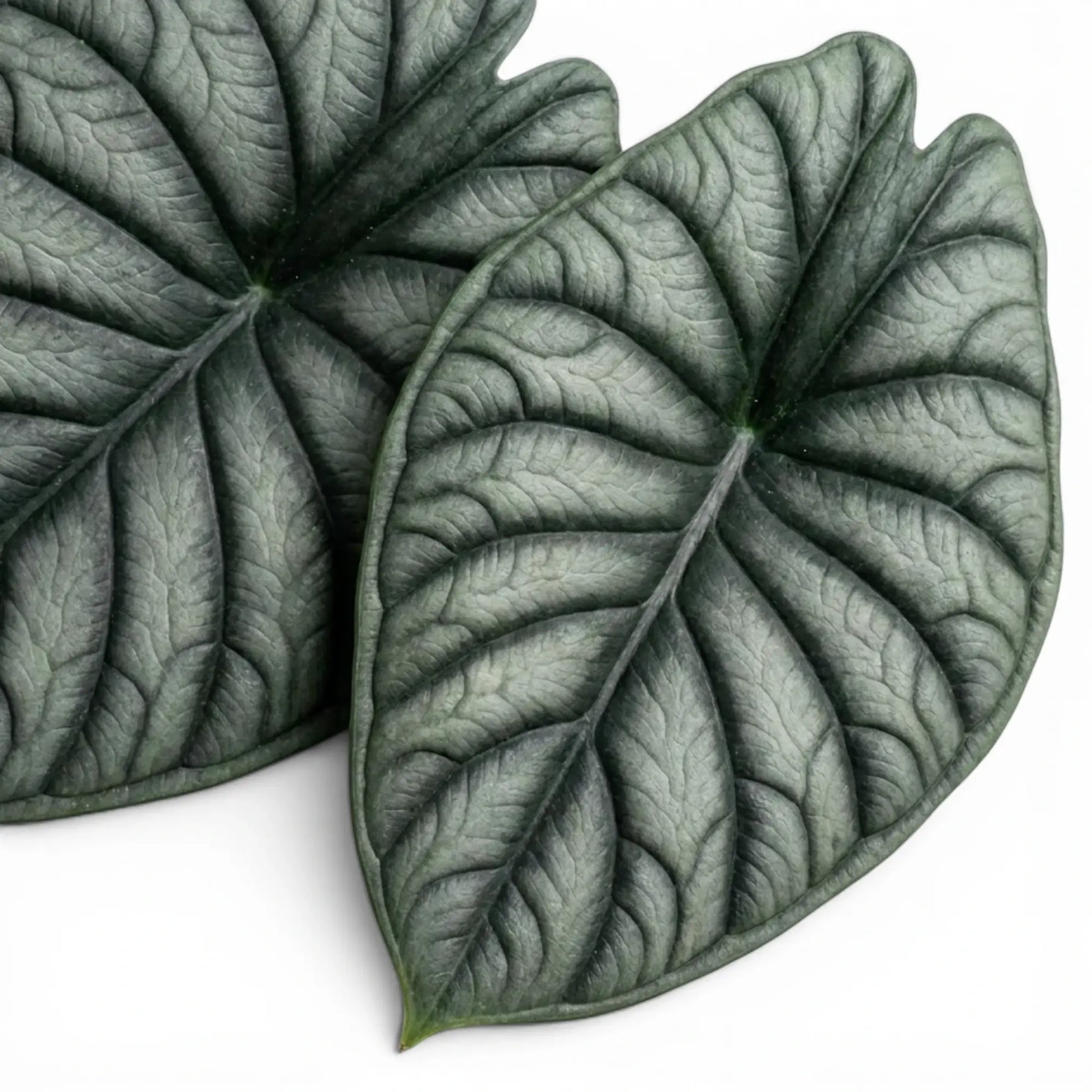 Nahaufnahme der Blätter von Alocasia Nebula vor weißem Hintergrund