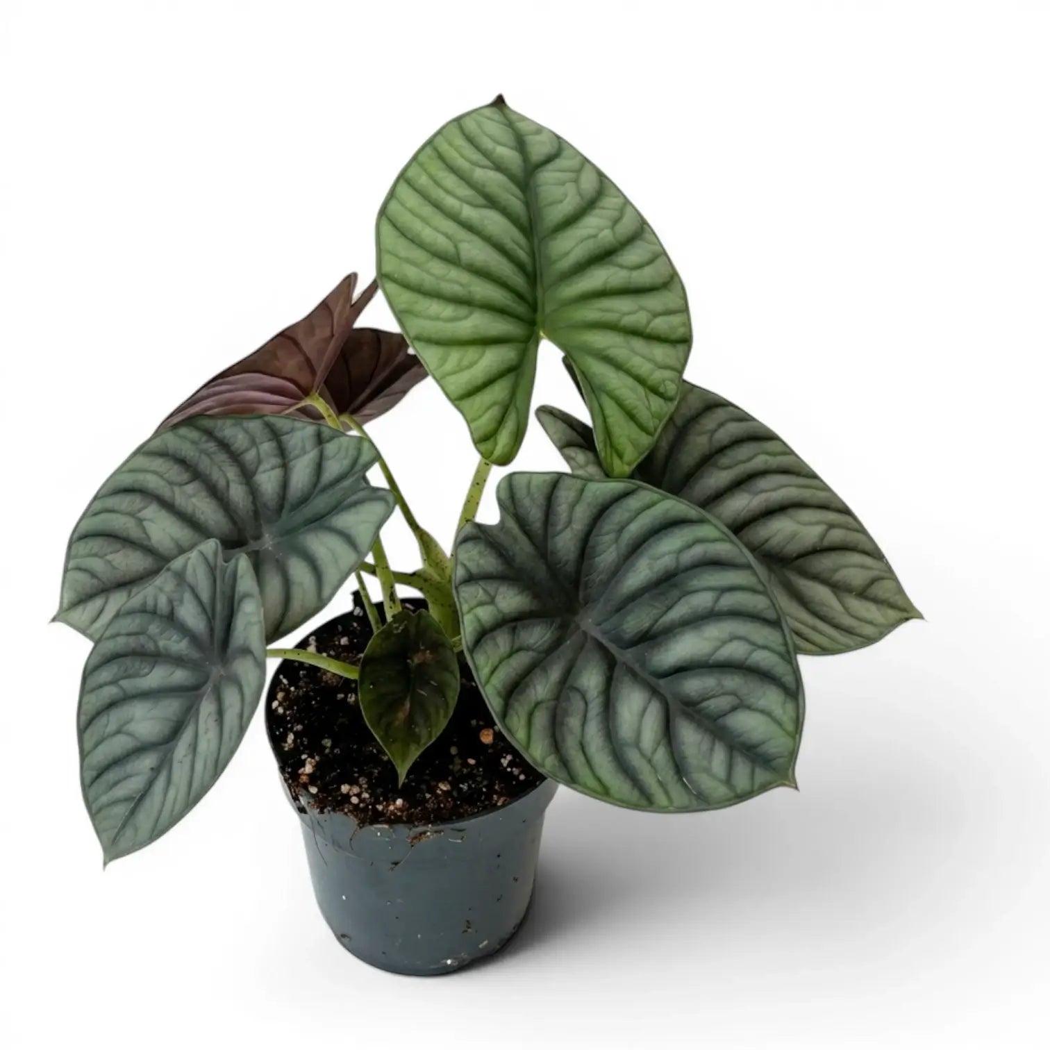 Mittelgroße Alocasia Nebula Silver im Kulturtopf vor weißem Hintergrund