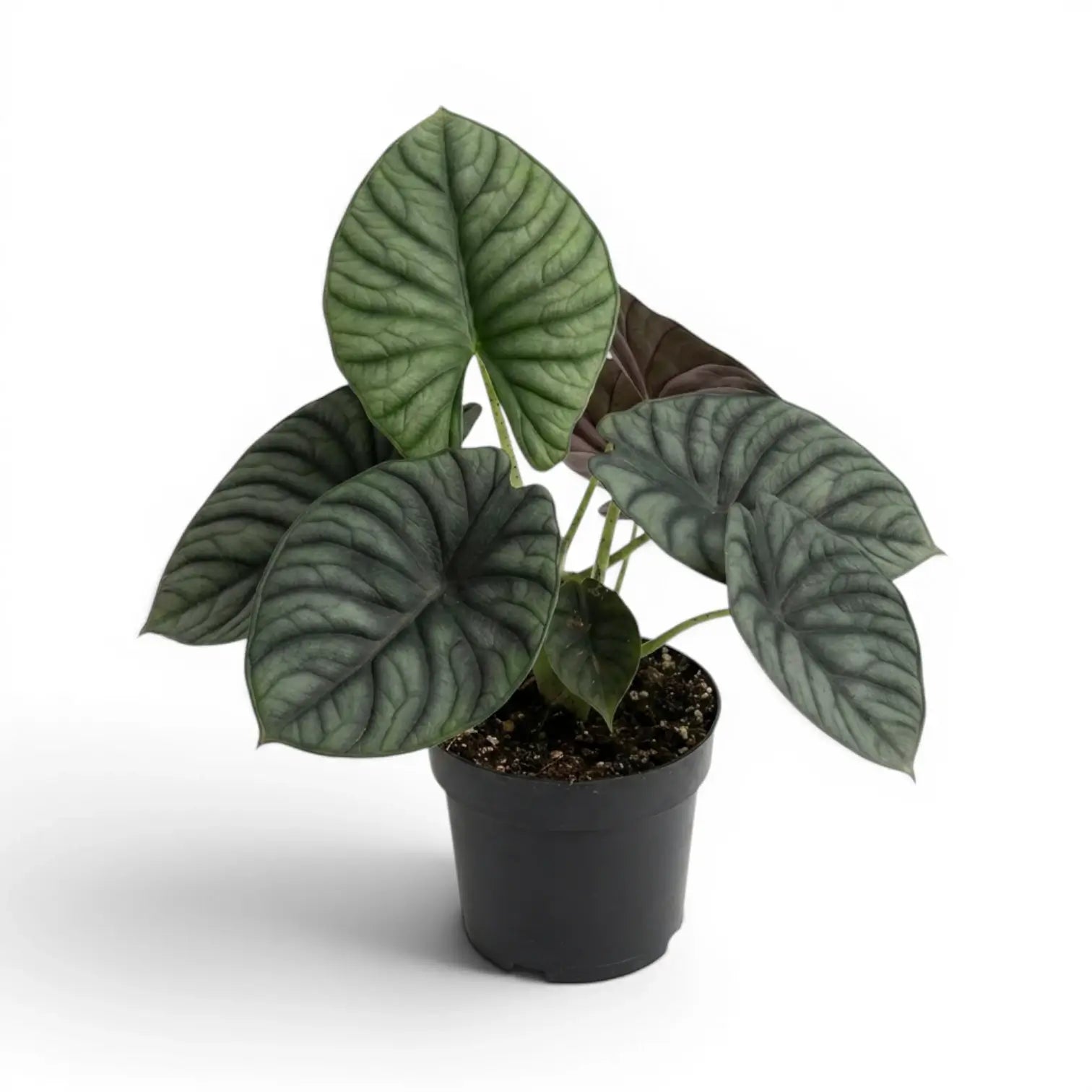 Mittelgroße Alocasia Nebula Silver im Kulturtopf vor weißem Hintergrund