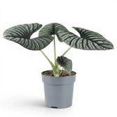 Mittelgroße Alocasia Nebula Silver im Kulturtopf vor weißem Hintergrund
