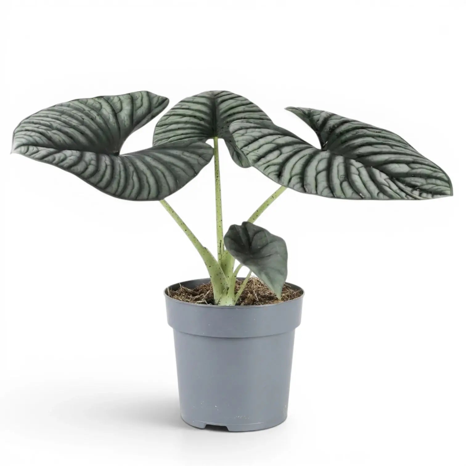 Mittelgroße Alocasia Nebula Silver im Kulturtopf vor weißem Hintergrund
