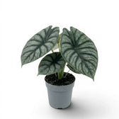 Mittelgroße Alocasia Nebula Silver im Kulturtopf vor weißem Hintergrund