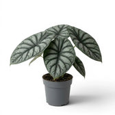 Mittelgroße Alocasia Nebula Silver im Kulturtopf vor weißem Hintergrund