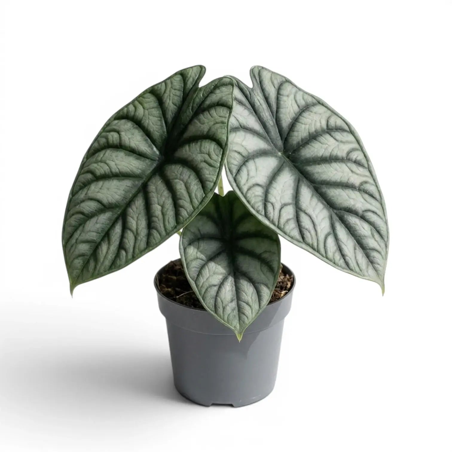 Mittelgroße Alocasia Nebula Silver im Kulturtopf vor weißem Hintergrund