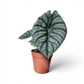 Mittelgroße Alocasia Nebula Silver im Kulturtopf vor weißem Hintergrund