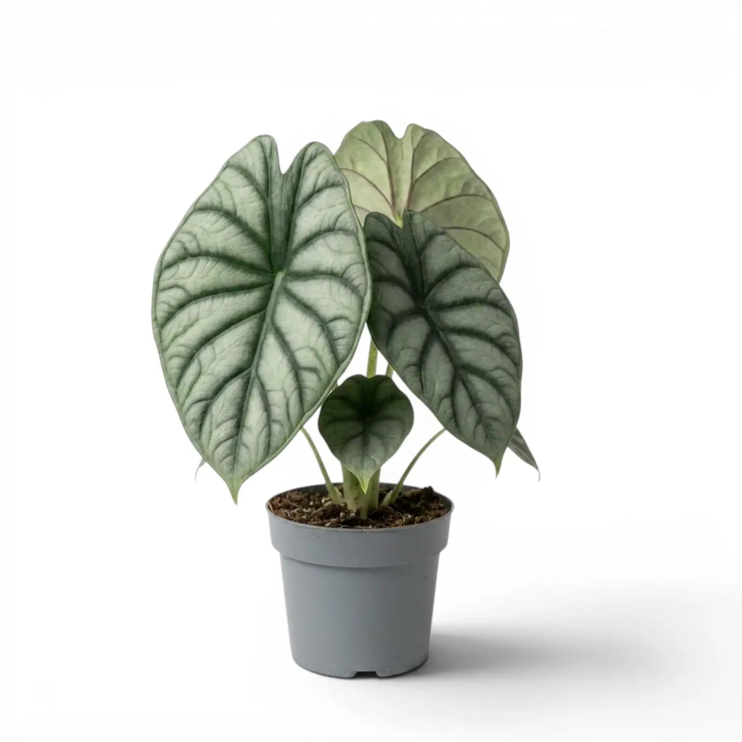 Mittelgroße Alocasia Nebula Silver im Kulturtopf vor weißem Hintergrund