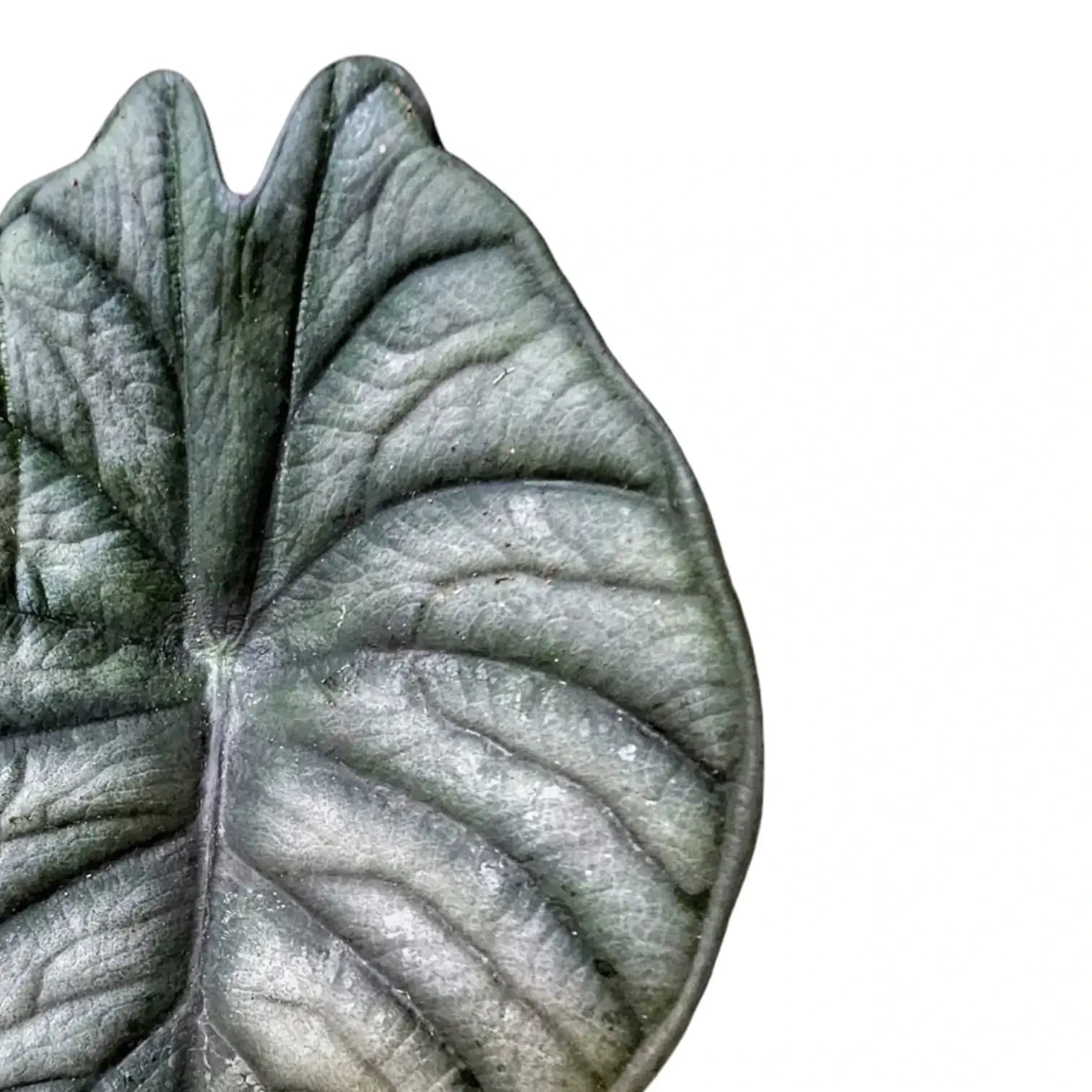 Alocasia nebula 'Silver' ('Black Diamond') leaf detail on white background.