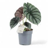 Alocasia nebula 'Silver' ('Black Diamond') potted plant in nursery pot on white background.