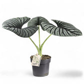 Alocasia nebula 'Silver' ('Black Diamond') potted plant in nursery pot on white background.