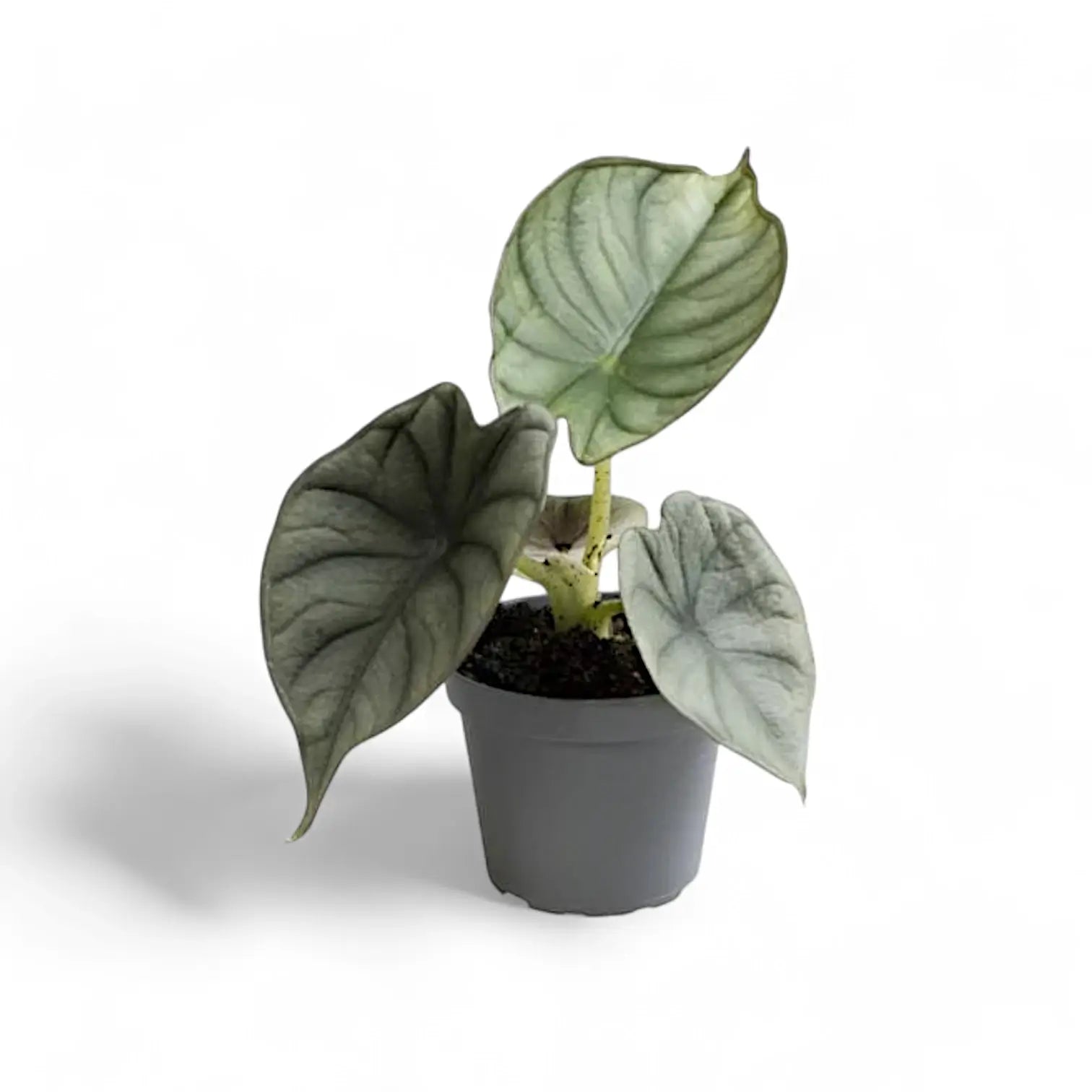 Alocasia nebula 'Silver' ('Black Diamond') potted plant in nursery pot on white background.