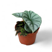 Alocasia nebula 'Silver' ('Black Diamond') potted plant in nursery pot on white background.