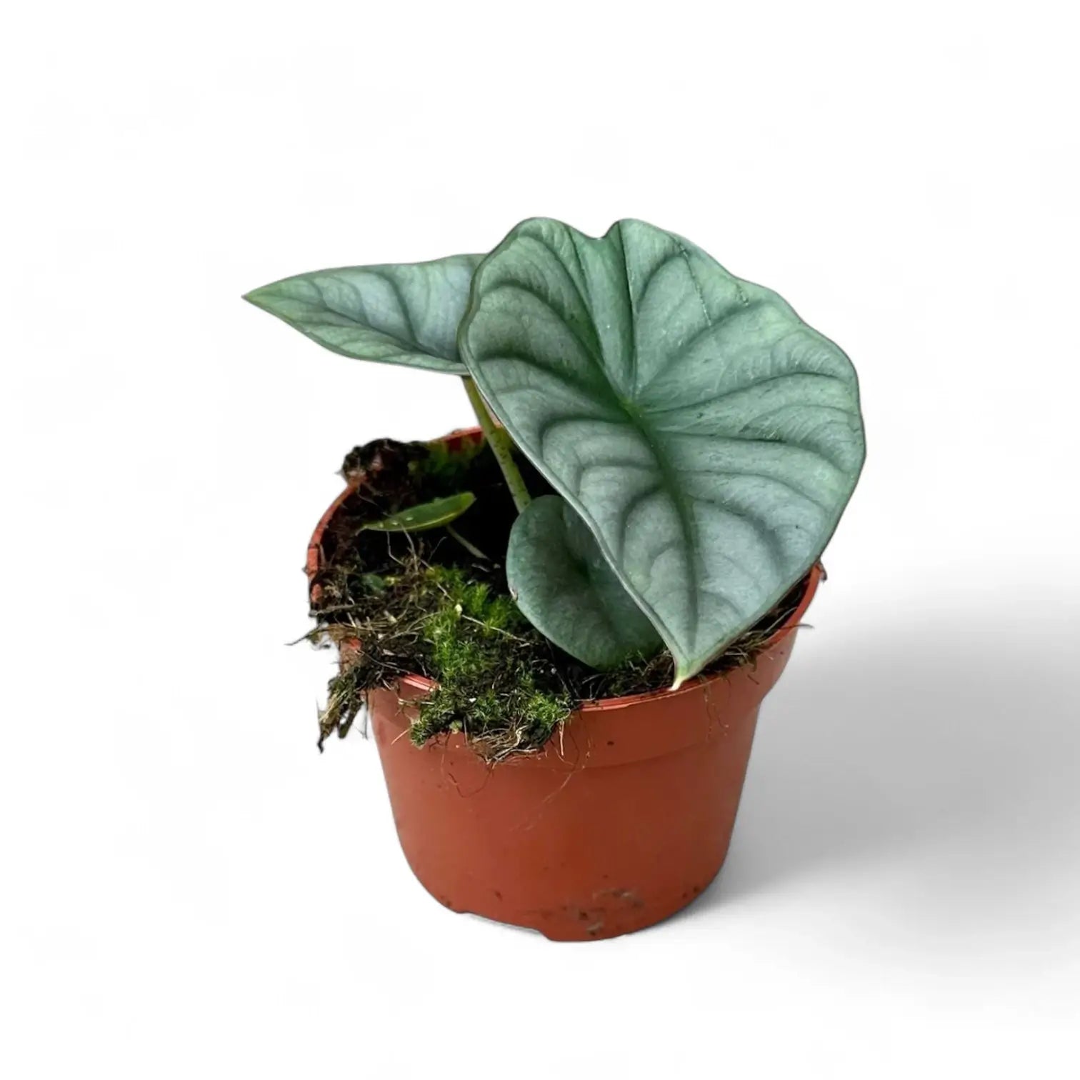 Alocasia nebula 'Silver' ('Black Diamond') potted plant in nursery pot on white background.