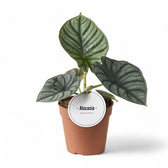 Alocasia nebula 'Silver' ('Black Diamond') potted plant in nursery pot on white background.