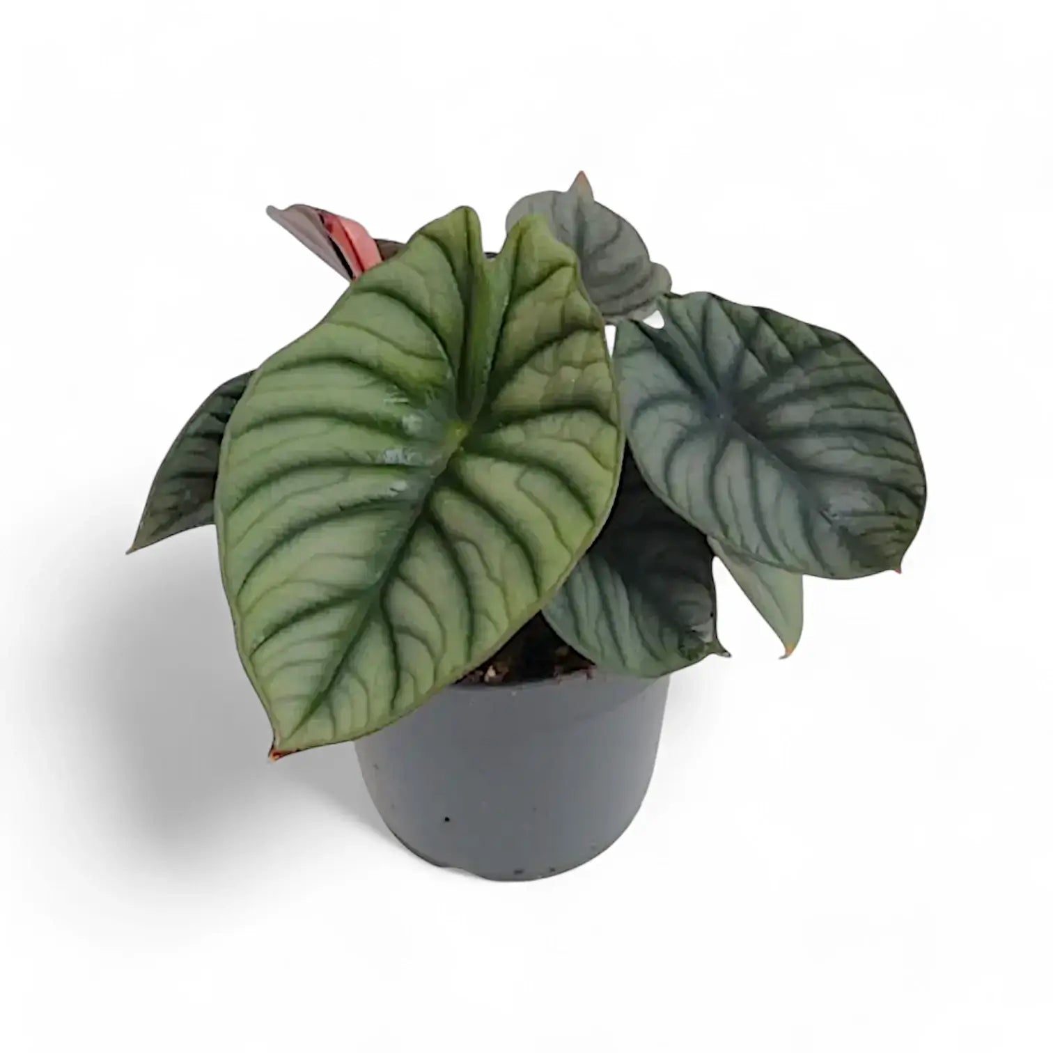 Alocasia nebula 'Silver' ('Black Diamond') potted plant in nursery pot on white background.