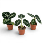 Jungpflanze von Alocasia Ninja mit strukturierten, dunkelgrünen Blättern im Anzuchttopf vor weißem Hintergrund