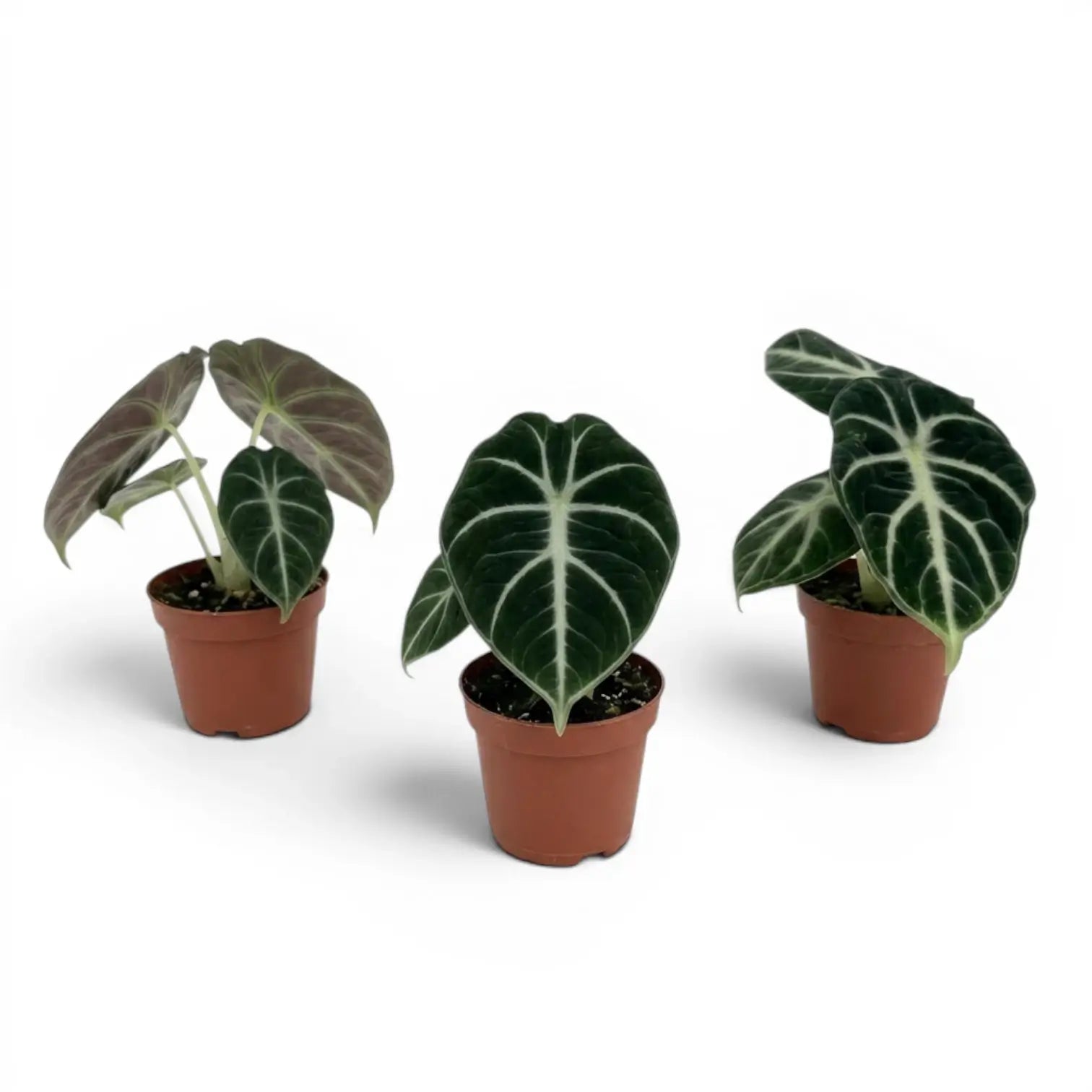 Jungpflanze von Alocasia Ninja mit strukturierten, dunkelgrünen Blättern im Anzuchttopf vor weißem Hintergrund