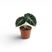 Jungpflanze von Alocasia Ninja mit strukturierten, dunkelgrünen Blättern im Anzuchttopf vor weißem Hintergrund
