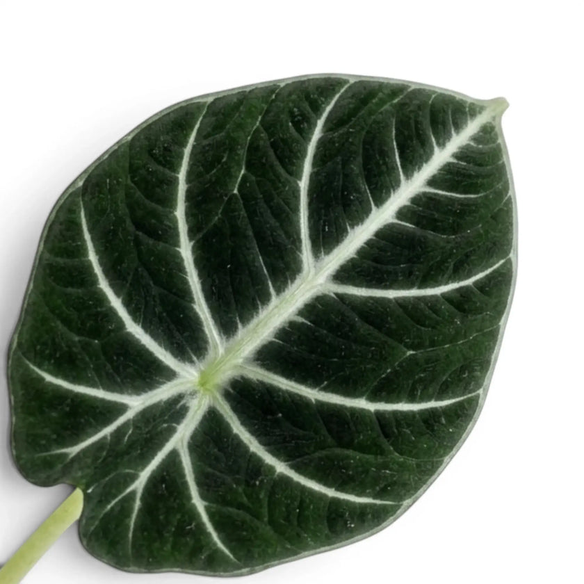 Alocasia reginula 'Ninja'