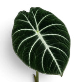 Nahaufnahme eines strukturierten, dunkelgrünen Blatts von Alocasia Ninja mit weißen Adern vor weißem Hintergrund