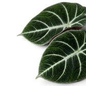 Nahaufnahme eines strukturierten, dunkelgrünen Blatts von Alocasia Ninja mit weißen Adern vor weißem Hintergrund