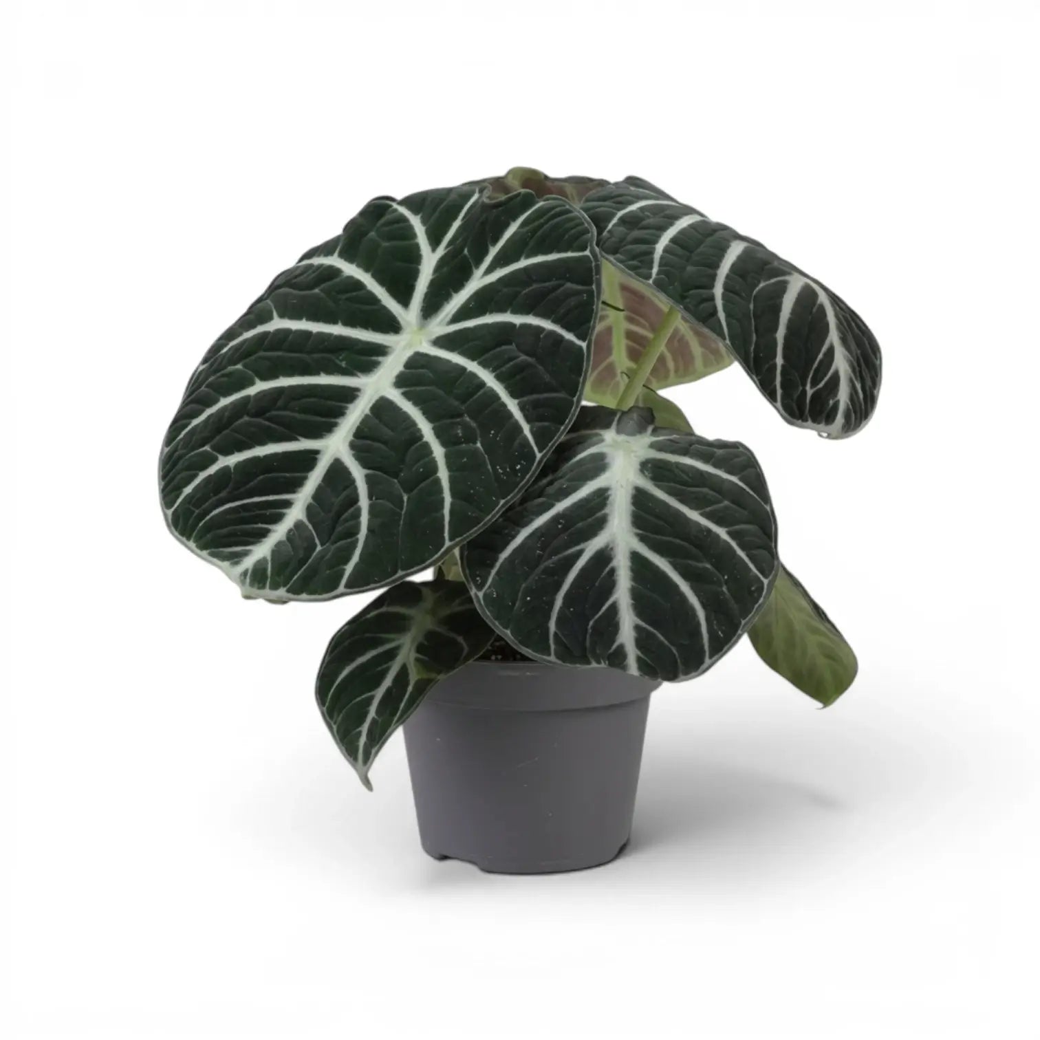 Mittelgroße Alocasia Ninja mit strukturierten, dunkelgrünen Blättern im Anzuchttopf vor weißem Hintergrund