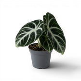 Mittelgroße Alocasia Ninja mit strukturierten, dunkelgrünen Blättern im Anzuchttopf vor weißem Hintergrund