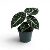 Mittelgroße Alocasia Ninja mit strukturierten, dunkelgrünen Blättern im Anzuchttopf vor weißem Hintergrund