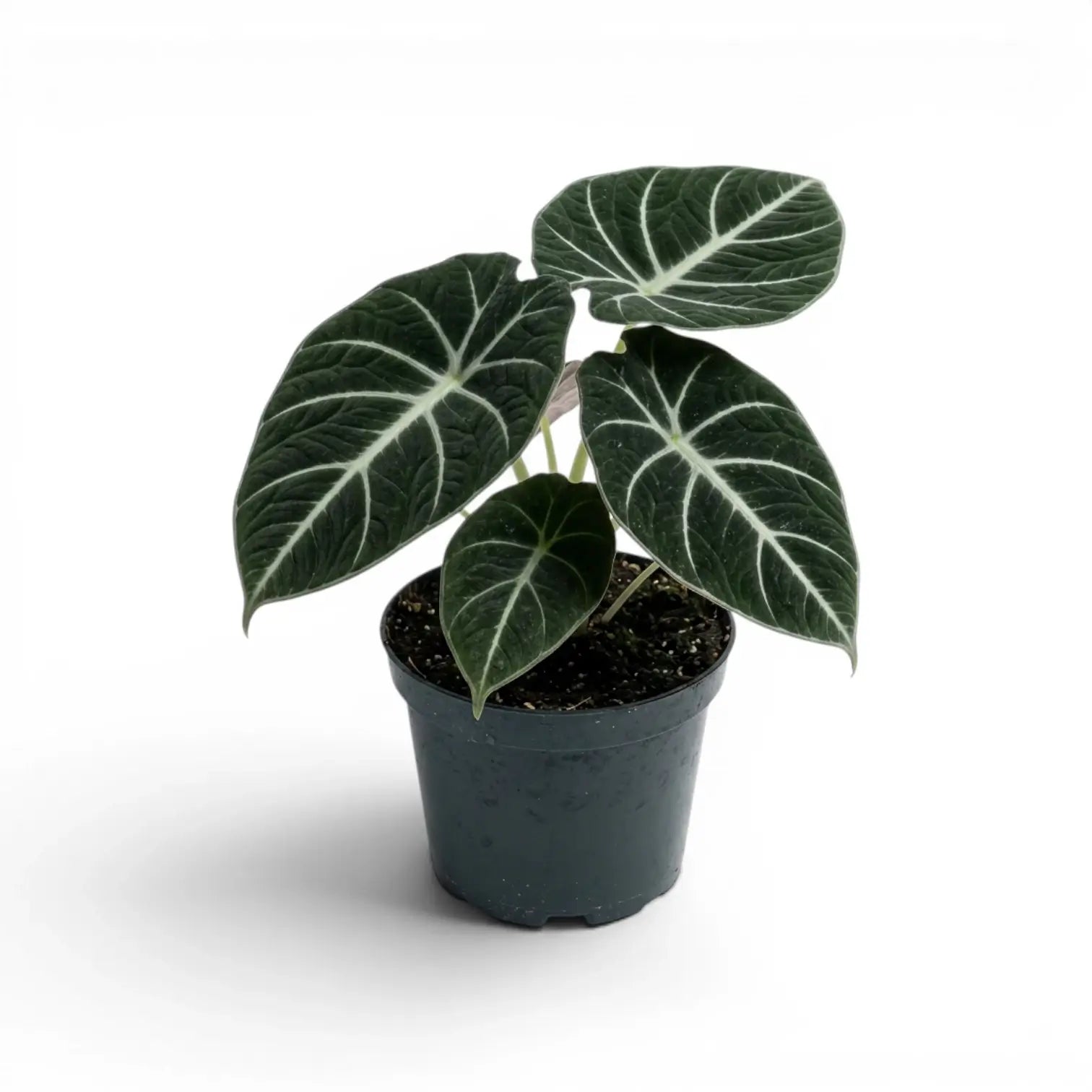 Mittelgroße Alocasia Ninja mit strukturierten, dunkelgrünen Blättern im Anzuchttopf vor weißem Hintergrund