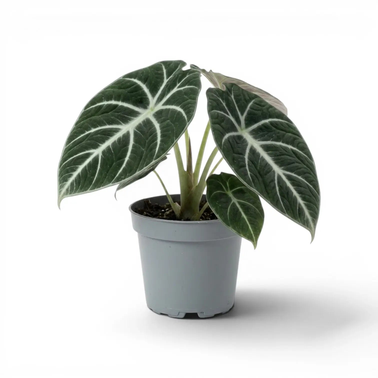 Mittelgroße Alocasia Ninja mit strukturierten, dunkelgrünen Blättern im Anzuchttopf vor weißem Hintergrund