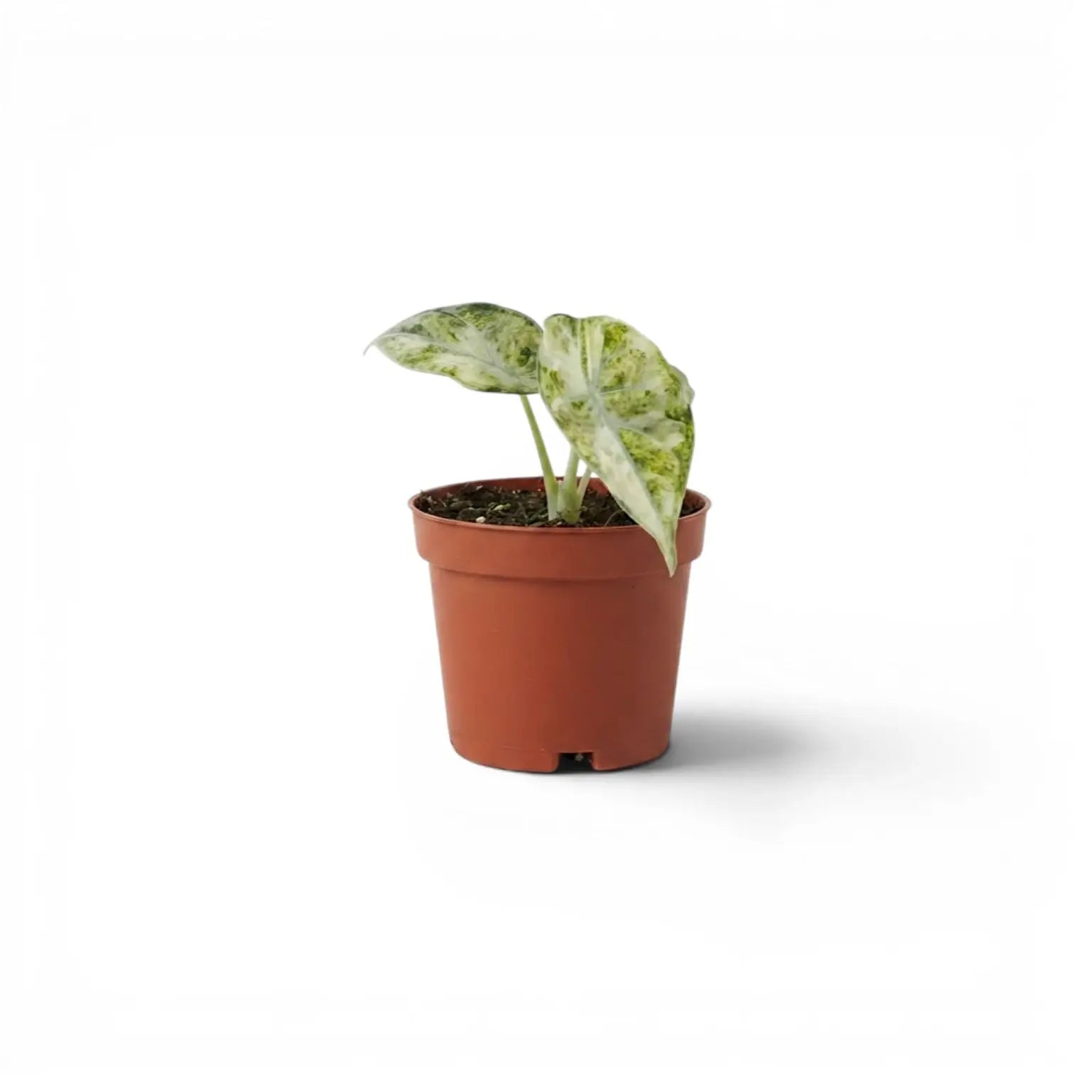 Alocasia reginula ‘Ninja Tricolor’ in a 9 cm pot, with two pale mottled leaves and a small dark green leaf.