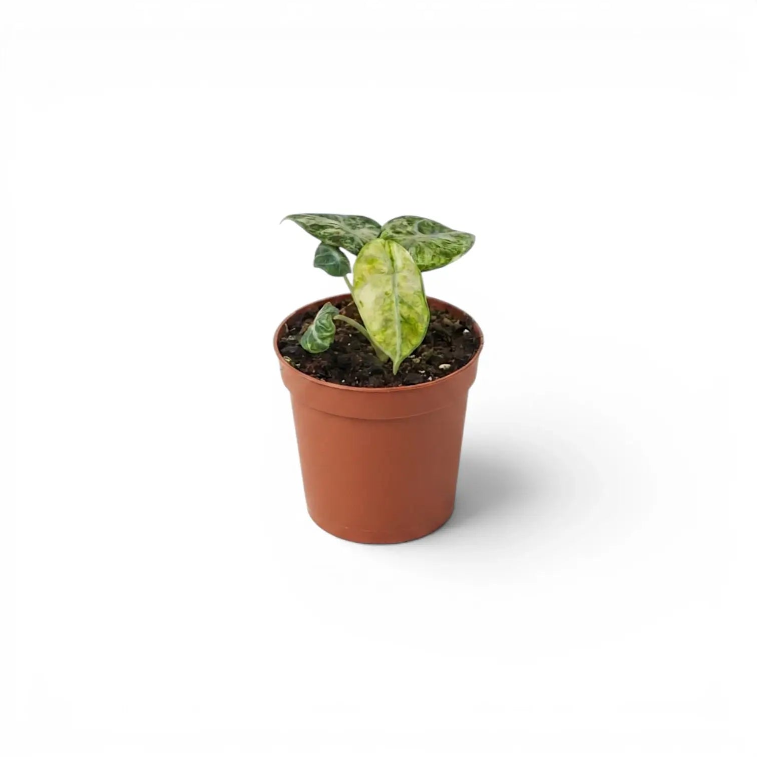 Alocasia reginula ‘Ninja Tricolor’ in a 9 cm pot, with a green-marbled centre leaf and pale outer leaves.