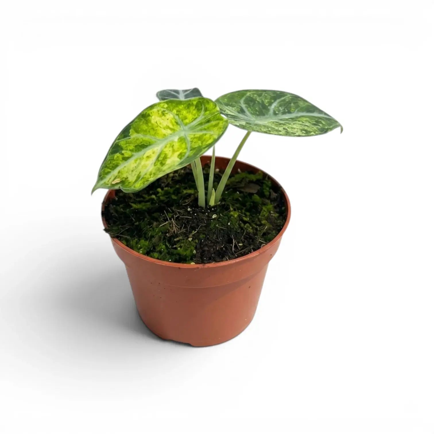 Jungpflanze von Alocasia Ninja Tricolor im Anzuchttopf vor weißem Hintergrund